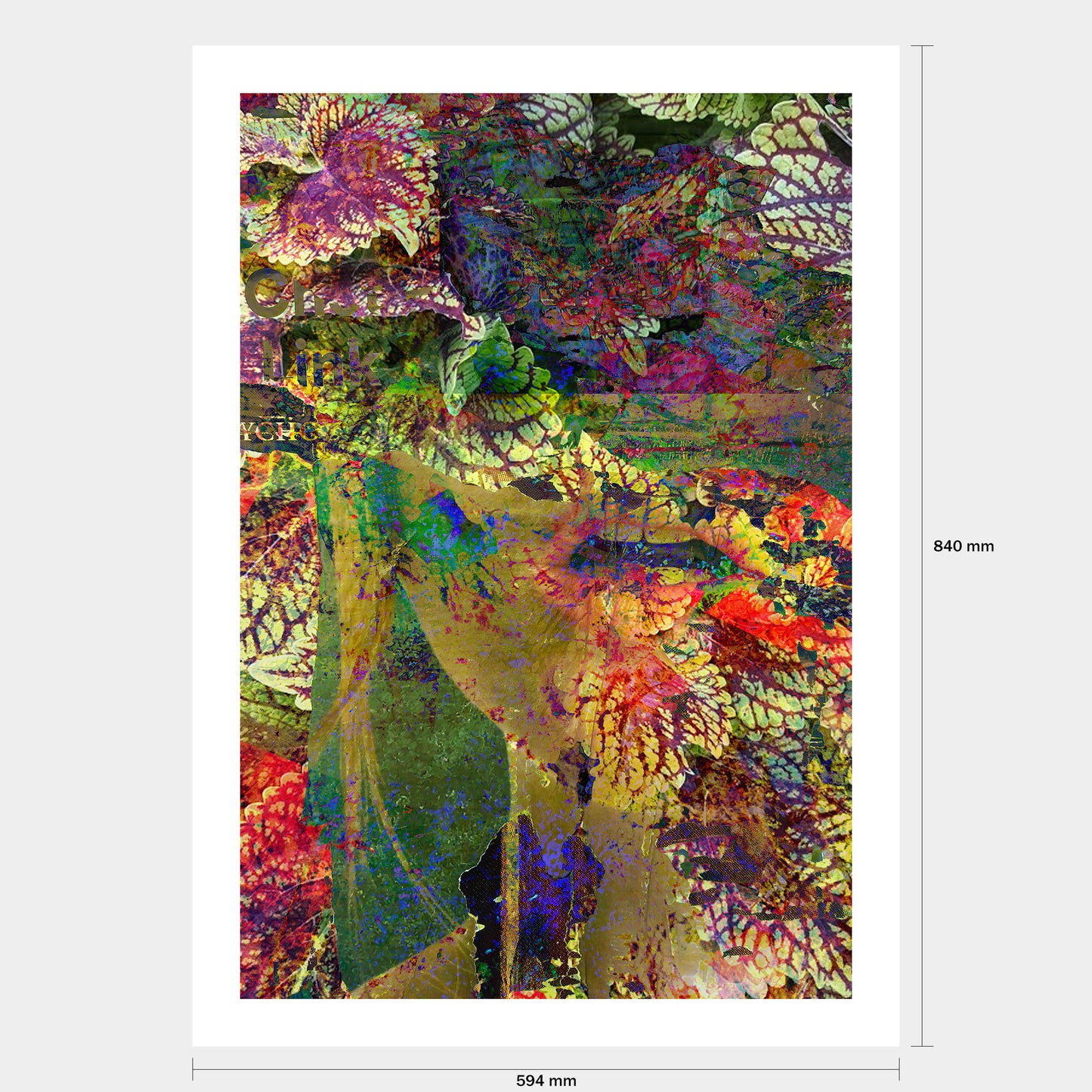 Coleus