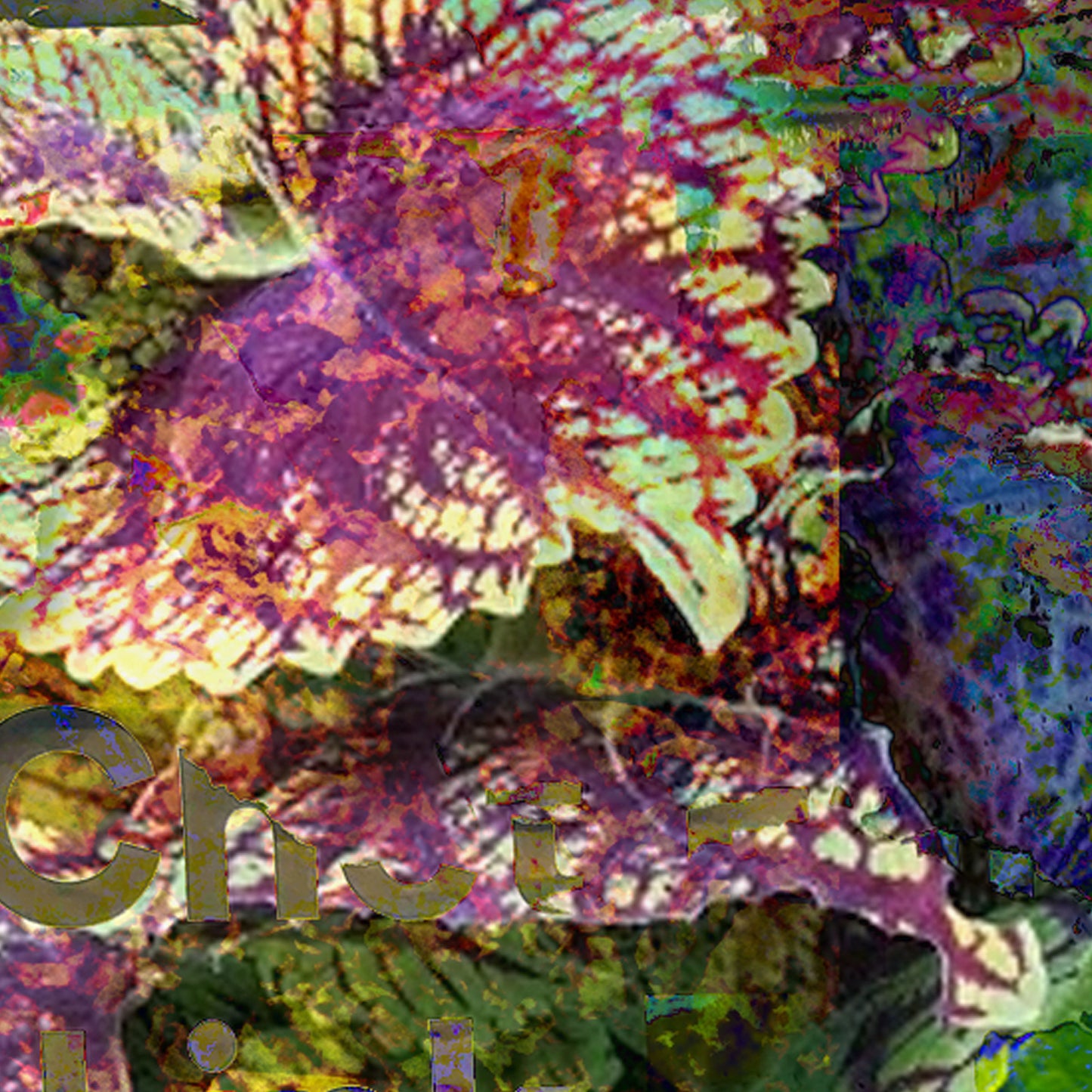 Coleus
