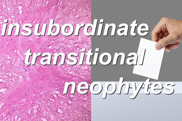 insubordinate transitional neophytes